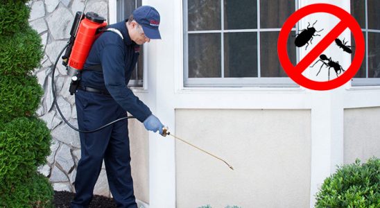 Kavak Kemirgen İlaçlama böcek ilaçlama ve haşere kontrolü — ilaclama-tr.com